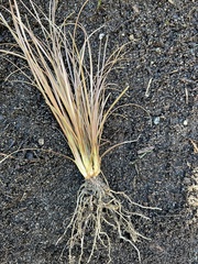 Carex buchananii
