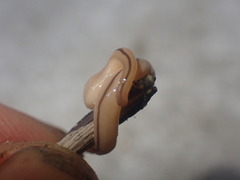 Geonemertes pelaensis
