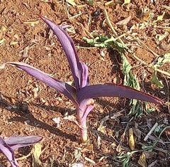 Tradescantia pallida