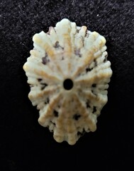 Fissurella barbadensis