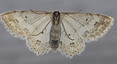 Scopula ornata