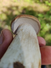 Boletus reticulatus