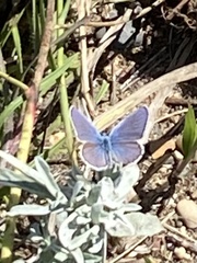 Plebejus melissa