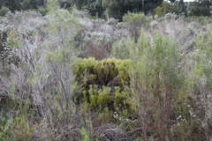 Serruria foeniculacea