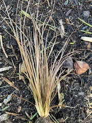 Carex buchananii