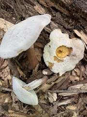 Tylopilus violatinctus