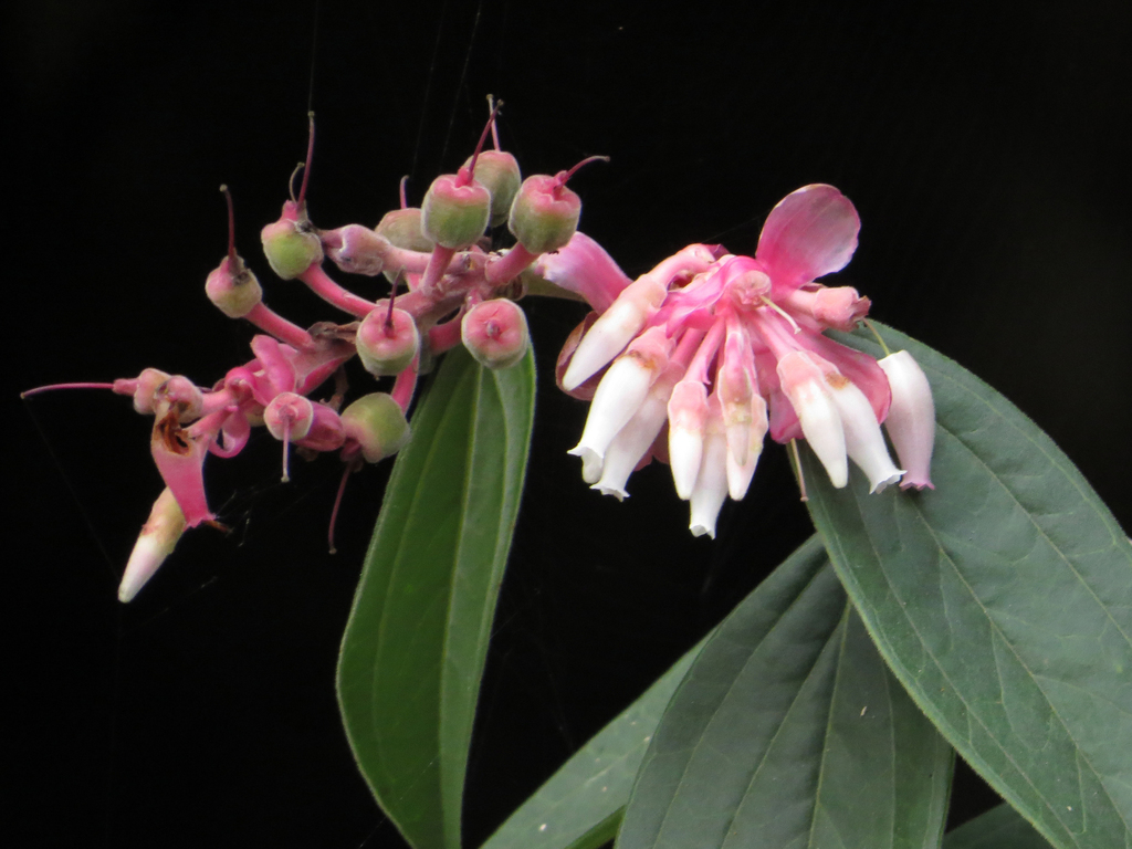 Cavendishia pubescens