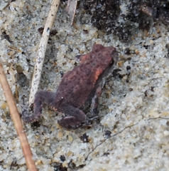 Bufo spinosus