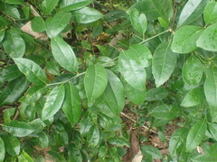Citrus