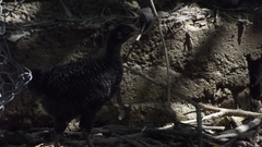 Gallus gallus domesticus