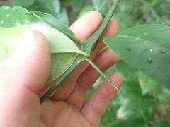 Citrus
