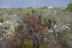 Leucadendron levisanus