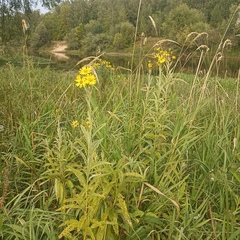 Jacobaea paludosa lanata