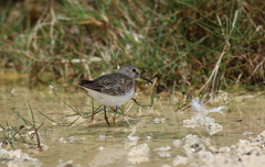 Calidris temminckii