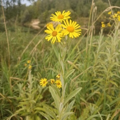 Jacobaea paludosa lanata