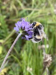 Bombus lucorum