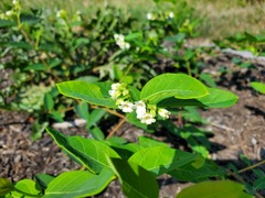 Apocynum androsaemifolium