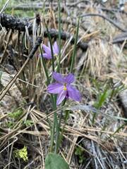 Olsynium douglasii