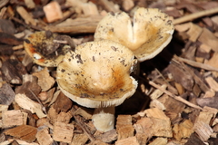 Russula amoenolens