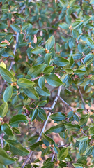 Ceanothus oliganthus