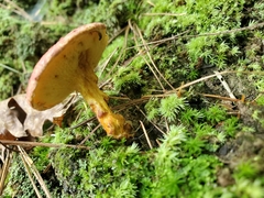 Suillus spraguei