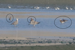 Limosa