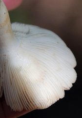 Russula amoenolens