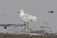 Ichthyaetus melanocephalus