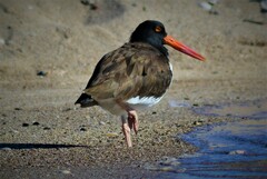Haematopus palliatus