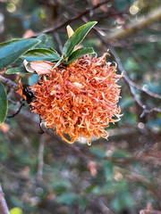 Asphondylia ceanothi