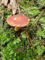 Suillus spraguei