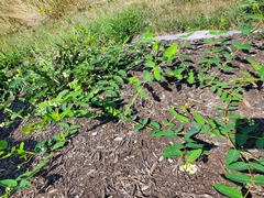 Apocynum androsaemifolium