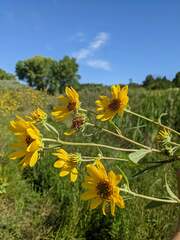 Helianthus nuttallii