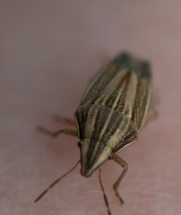 Aelia acuminata