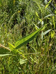 Helianthus nuttallii