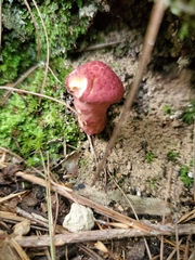 Suillus spraguei