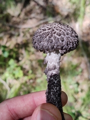 Strobilomyces strobilaceus