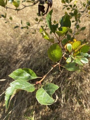 Crataegus douglasii