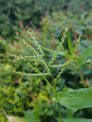 Urochloa reptans