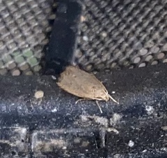 Autosticha kyotensis