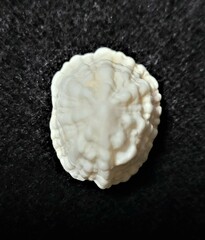 Hemitoma octoradiata