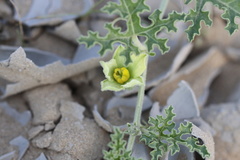 Citrullus colocynthis