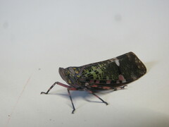 Fulgoridae