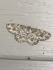 Ectropis crepuscularia