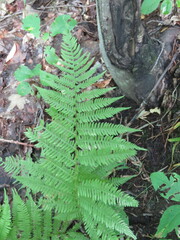 Athyrium filix-femina
