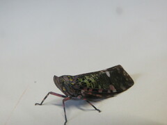 Fulgoridae