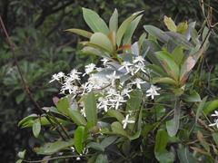 Clematis meyeniana