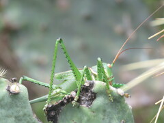 Neobarrettia spinosa