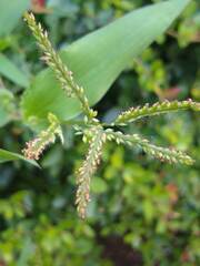 Urochloa reptans