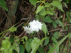 Thunbergia